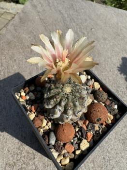 Eriocactus napina